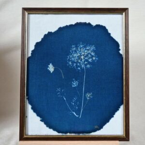 Cadre Cyanotype - Carotte sauvage